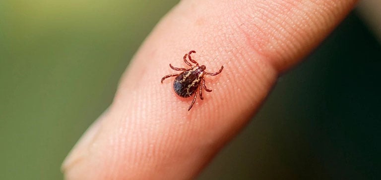 How to Protect Yourself from Tick-Borne Diseases